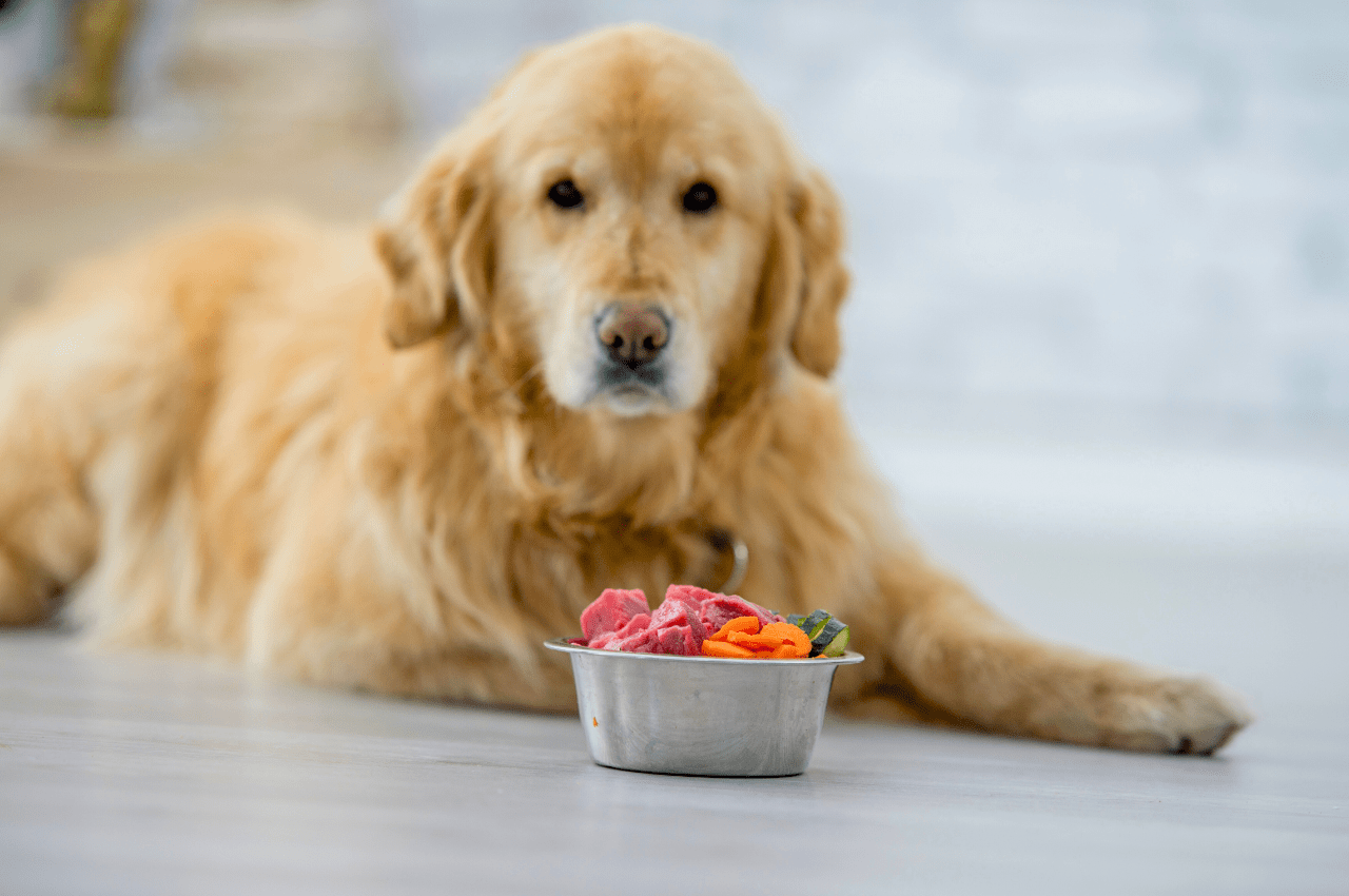 Διατροφή σκύλου – Γίνεται ο σκύλος μου να είναι Vegan;